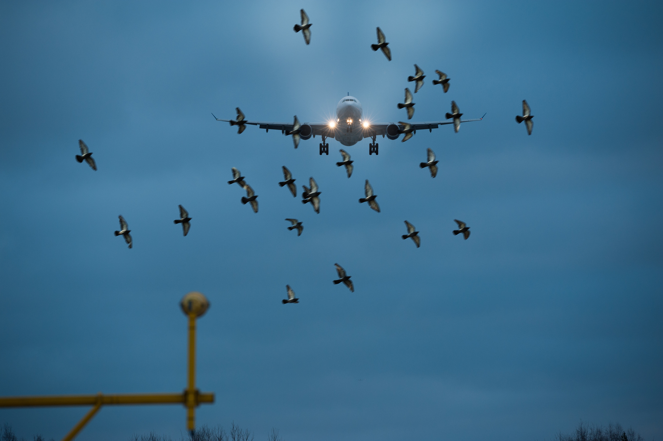 A Swarm Of Birds Attacked A Plane For A Tragic Reason